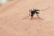 Mosquito Control in Singapore