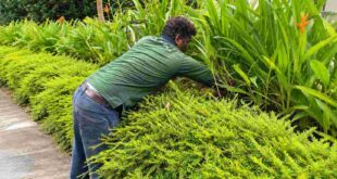 Low maintenance gardening in Singapore | Ken Landscape Services