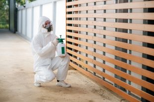 termite control