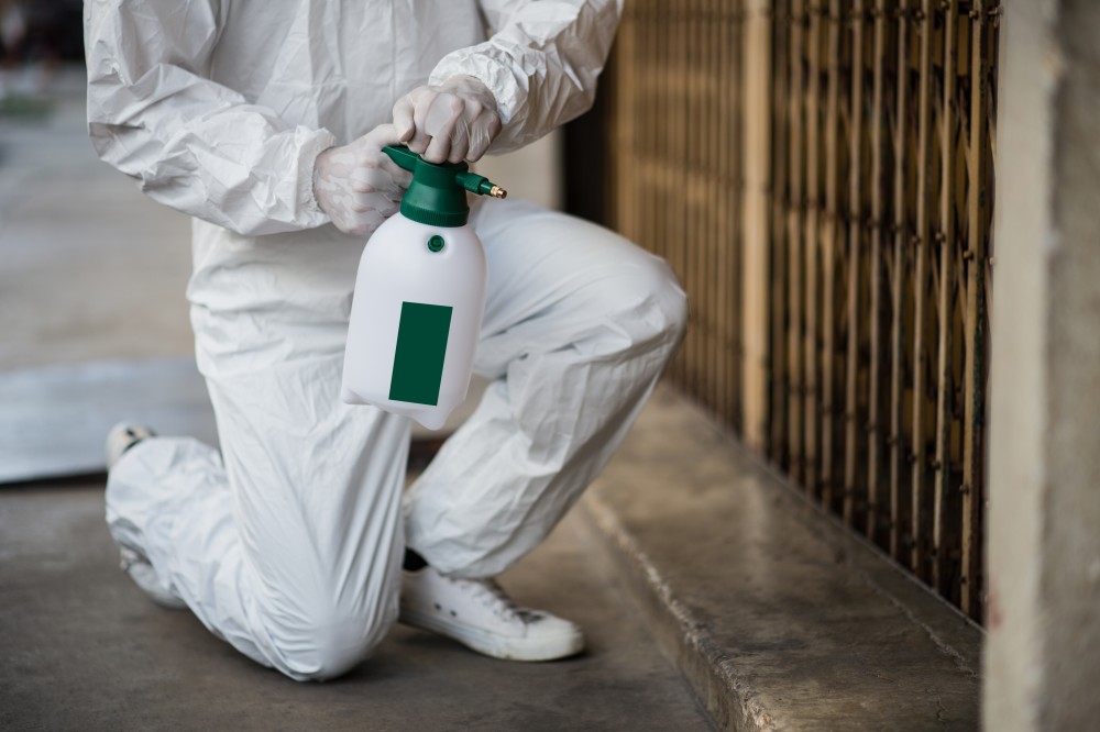 Ant control services