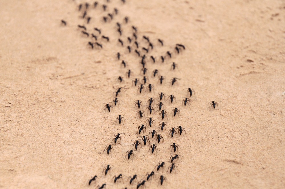 pest control experts