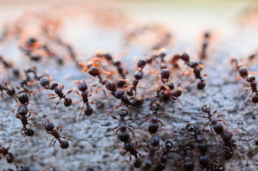 pest control services