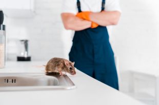 rodents control Singapore