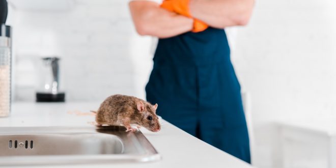 rodents control Singapore