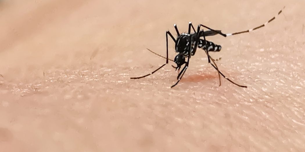 Mosquito Control in Singapore