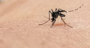 Mosquito Control in Singapore