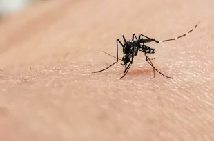 Mosquito Control in Singapore