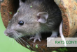 pest control