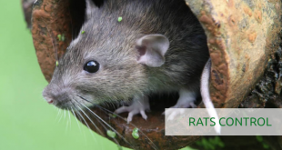 pest control