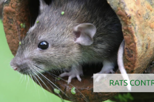 pest control