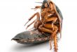 cockroach control service