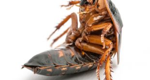cockroach control service