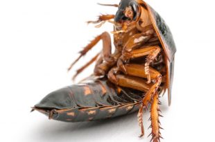 cockroach control service