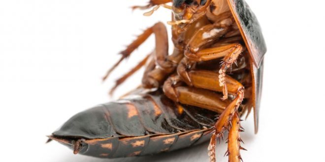 cockroach control service