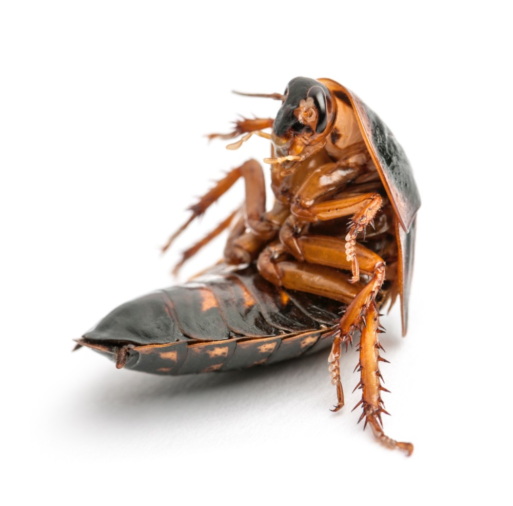 cockroach control service