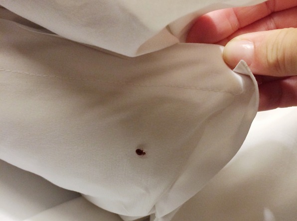 bed bugs control services