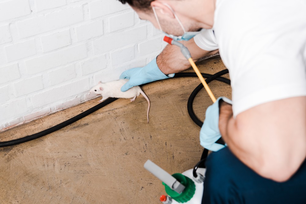 pest control rats malaysia