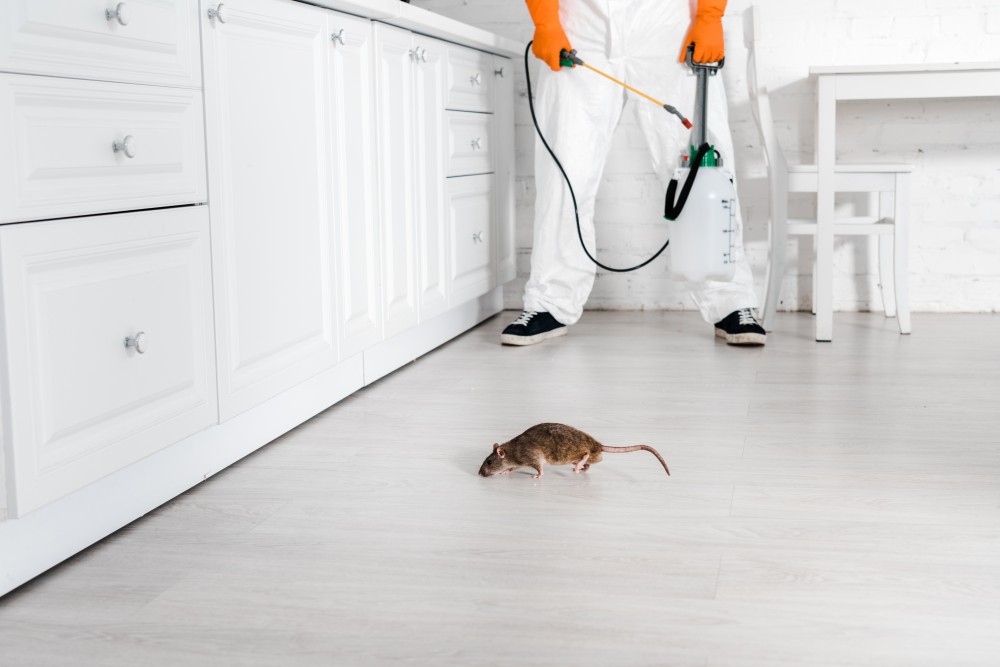 rat examinator malaysia