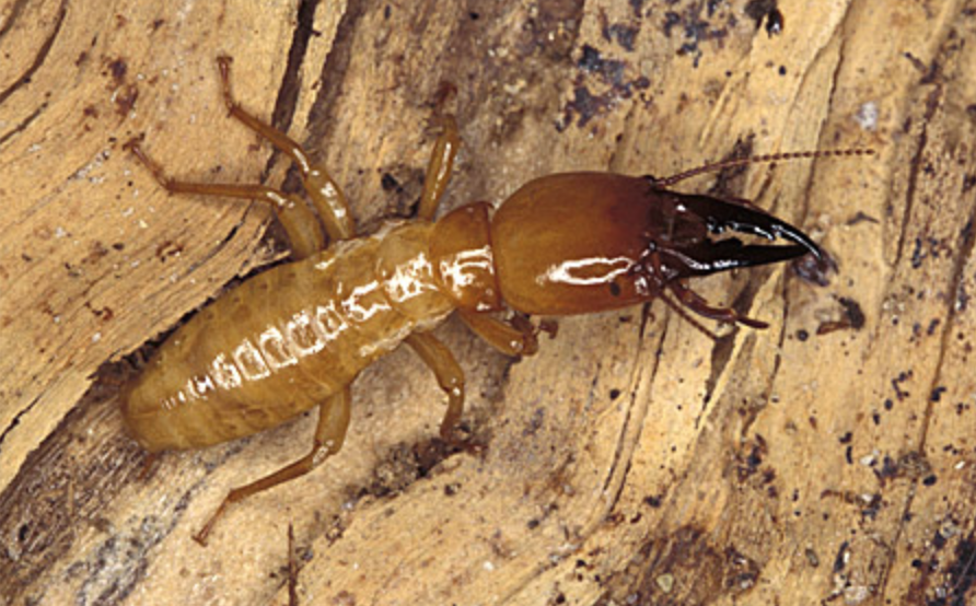 Damp-Wood-Termites