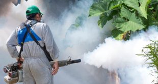 mosquitoes fogging control