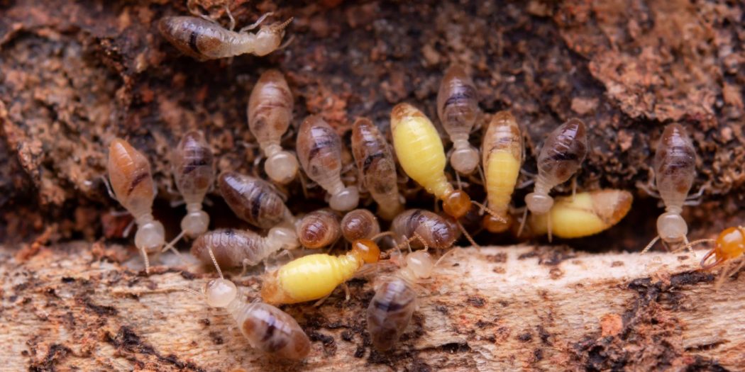 termite control