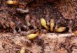 termite control