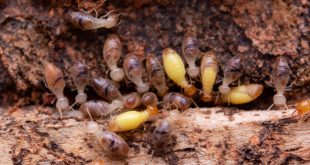 termite control