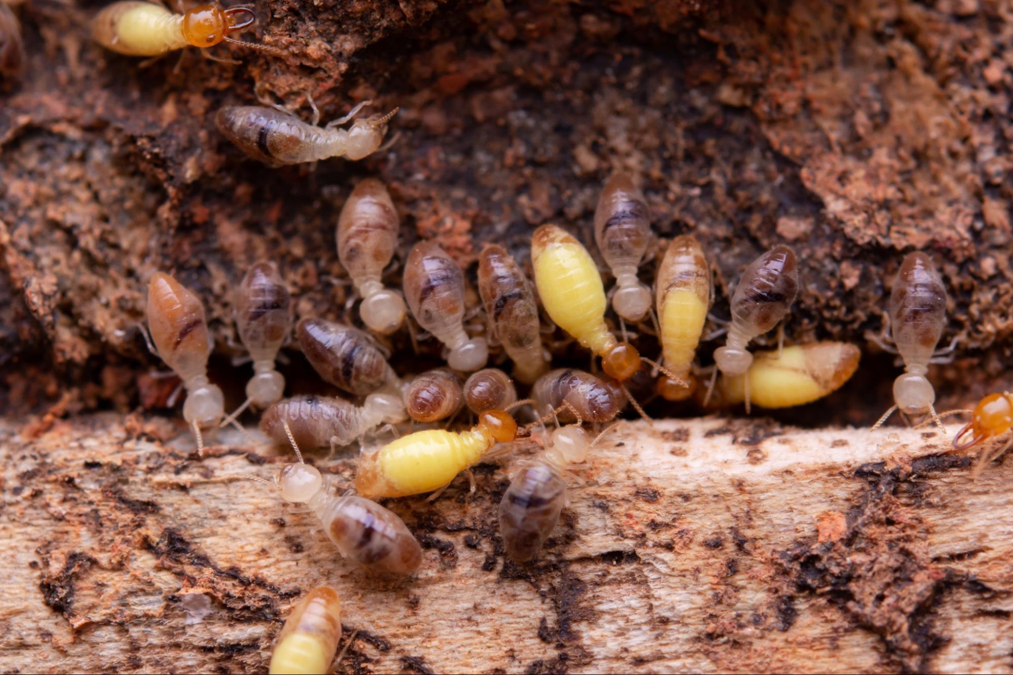 termite-control