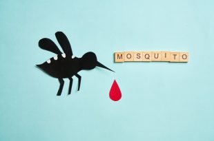 mosquito extermination services