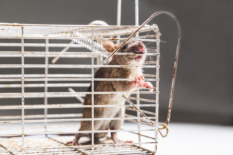 best rat exterminator near me

