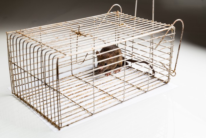 pest control rats malaysia
