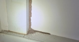 termite control malaysia