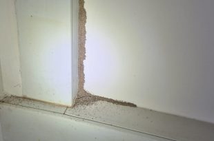 termite control malaysia