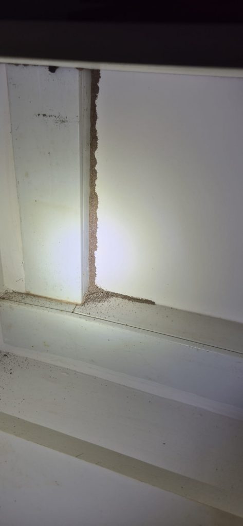 pest control services for termites