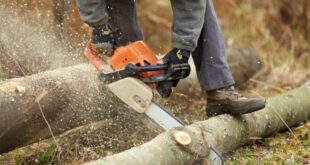 singapore tree cutting