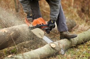 singapore tree cutting