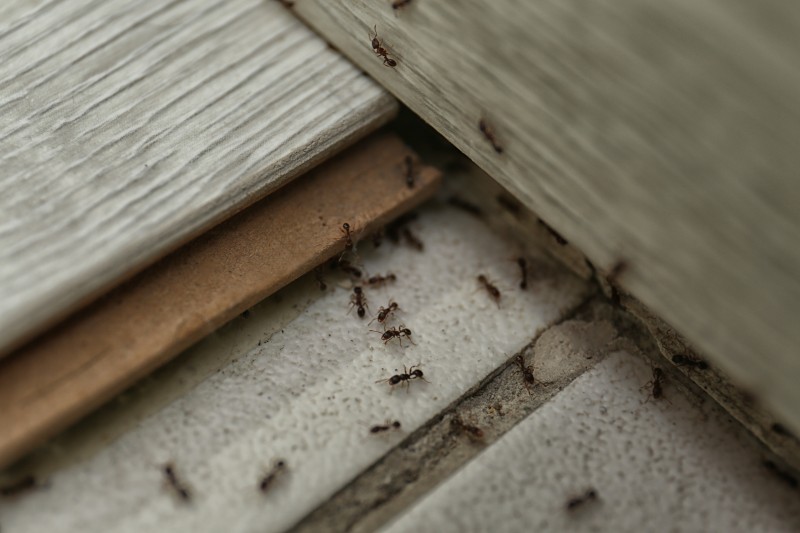ant control service