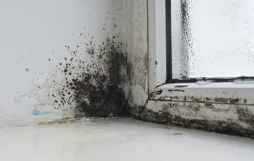 Professional mould removal services Singapore in residential home