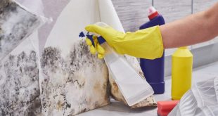 Trusted Mould Removal Services Singapore