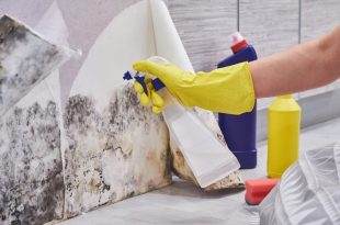 Trusted Mould Removal Services Singapore