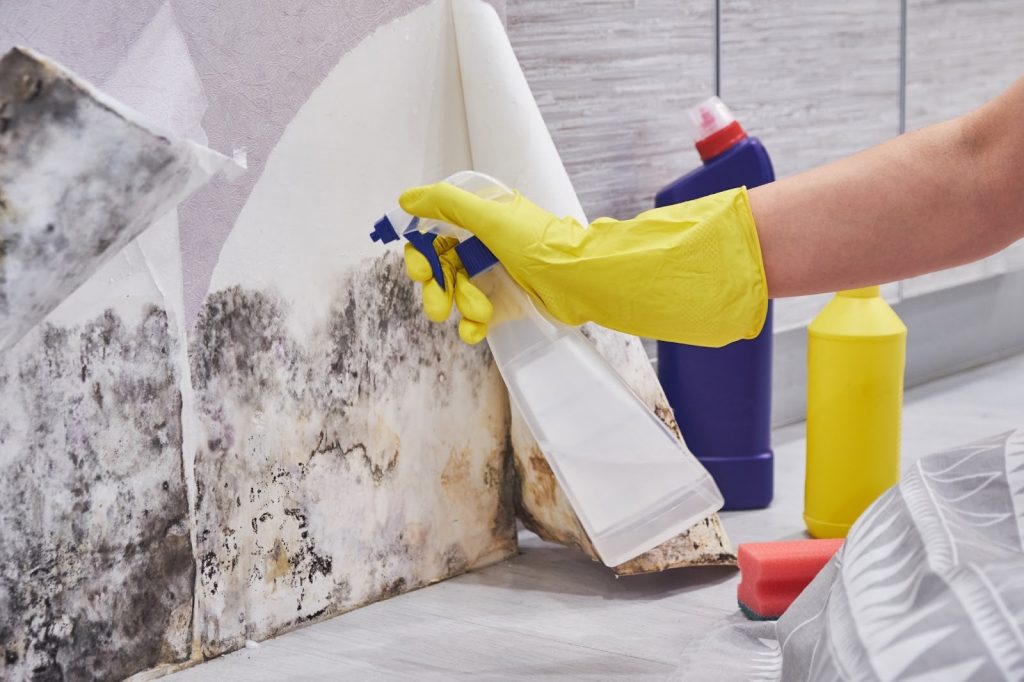 Mould removal Singapore inspection and assessment process