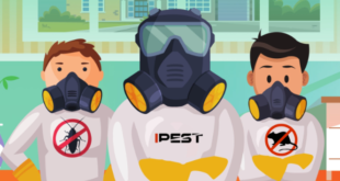 Rats Removal Service