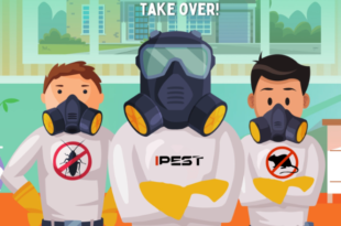 Rats Removal Service