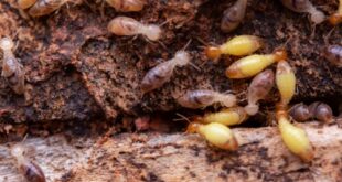 termite control johor bahru