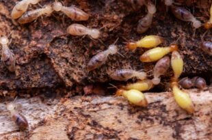 termite control johor bahru