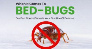 Best bed bug treatment Malaysia | 1800NoPests
