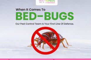 Best bed bug treatment Malaysia | 1800NoPests