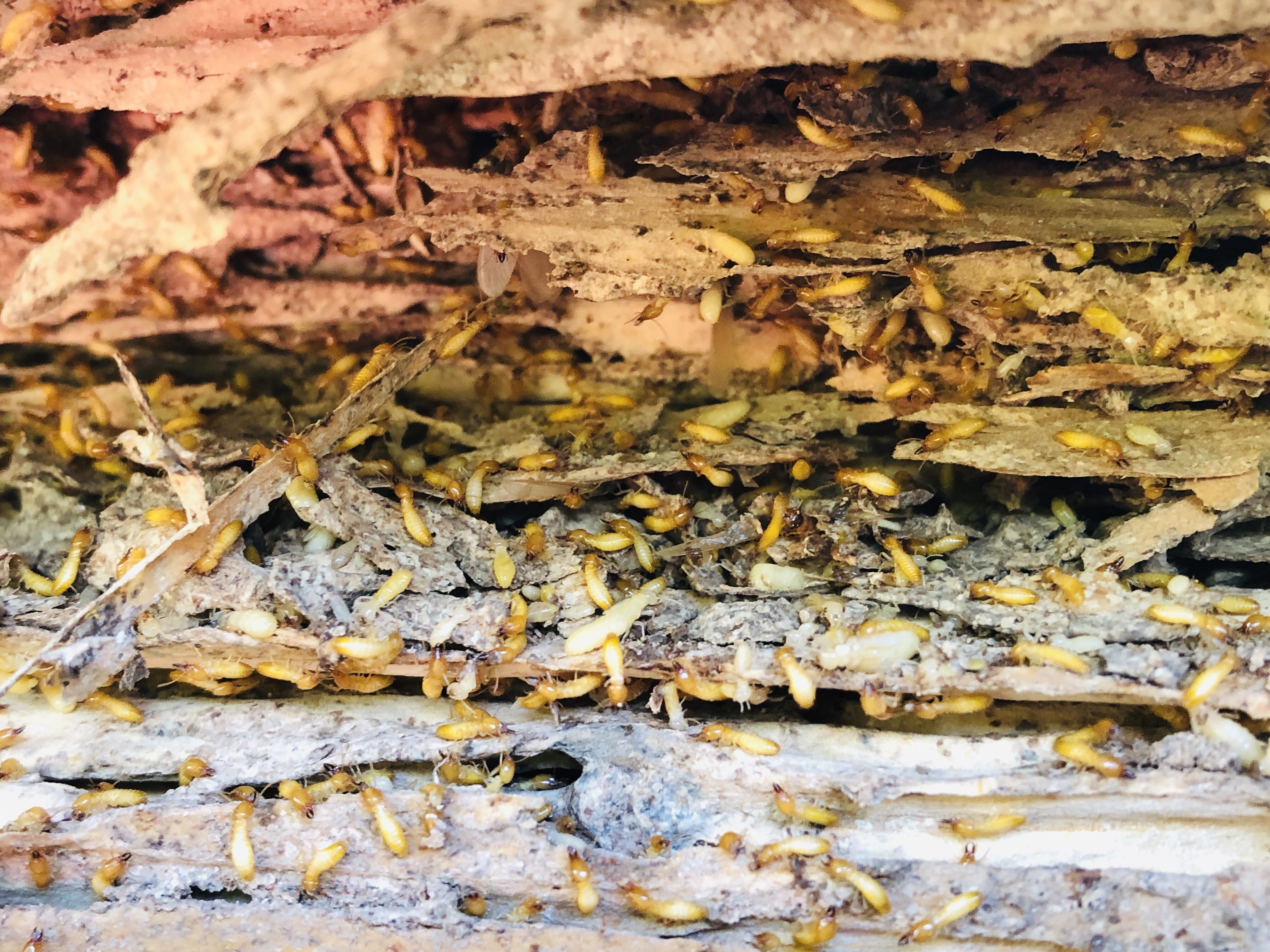Termite pest control services by 1800NoPests in Malaysia