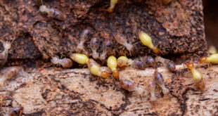 singapore-termites-control