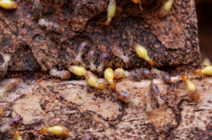 singapore-termites-control